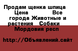 Продам щенка шпица.  › Цена ­ 15 000 - Все города Животные и растения » Собаки   . Мордовия респ.